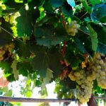 Ven imprescindible que se respete el precio del coste de producción de la uva de vinificación que oscila alrededor de los 0,58 €/kg
