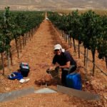 Proyecto GO SOSVITI: investigadores trabajan con IA y experimentación en campo para crear una herramienta que gestione el suelo en el viñedo