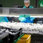 Ayecue-The Real Green Food, líder en champiñón fresco cultivado, participa en el proyecto SISTER’S para reducir el desperdicio alimentario