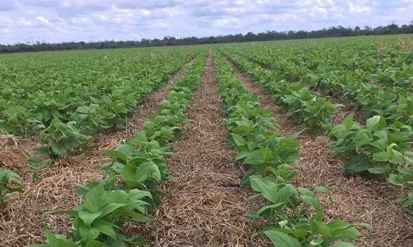 Para ganar el partido productivo, el poroto necesita estar fuerte desde el arranque