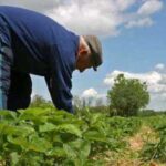 COAG solicitará la reducción de la edad de jubilación en el sector debido a las condiciones penosas y peligrosas del trabajo en el campo COAG solicitará la reducción de la edad de jubilación en el sector debido a las condiciones penosas y peligrosas del trabajo en el campo