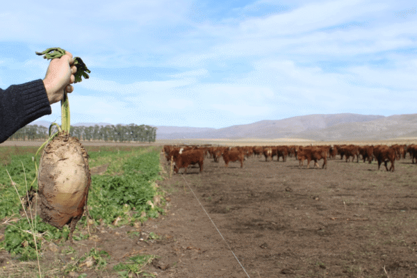 En la Estancia Lolén, no es malo ser un “careta”: los bovinos que comen remolacha y ganan 1 kilo por día En la Estancia Lolén, no es malo ser un “careta”: los bovinos que comen remolacha y ganan 1 kilo por día