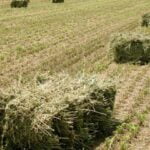 Los fabricantes de alfalfa prevén un aumento del 15% en la producción de forrajes por las ventajas de la PAC si se opta por cultivos mejorantes