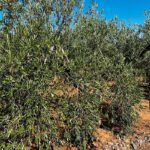 Las sucesivas olas de calor afectan fuertemente al olivar de secano reduciendo aún más la producción de aceitunas para esta campaña Las sucesivas olas de calor afectan fuertemente al olivar de secano reduciendo aún más la producción de aceitunas para esta campaña