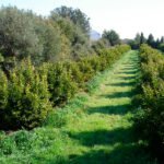 La superficie ecológica andaluza ha aumentado un 88% en la última década y supera los 1,5 millones de hectáreas