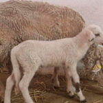 Teodoro, el primer cordero modificado genéticamente en España por expertos del CSIC para estudiar fallos reproductivos en animales de granja