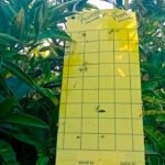 Ofensiva contra las plagas: piden que se repartan de forma gratuita trampas adhesivas para detectar la presencia del Trips sudafricano