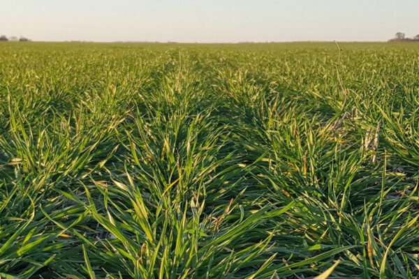 Advierten por una baja refertilización del trigo, que podría afectar la calidad de la cosecha
