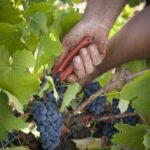 A un mes escaso de que arranque la vendimia, alertan de que no está garantizada la venta de uva mencía en la Do Bierzo