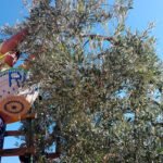 El verdeo más adelantado comienza con una cosecha que se presenta muy corta y con la duda de si enviar la aceituna a la mesa o el molino