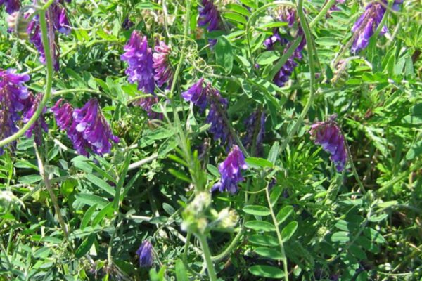 Leguminosas, al servicio de la rentabilidad: “Inoculando una vicia se puede ahorrar hasta U$S 400 por hectárea”