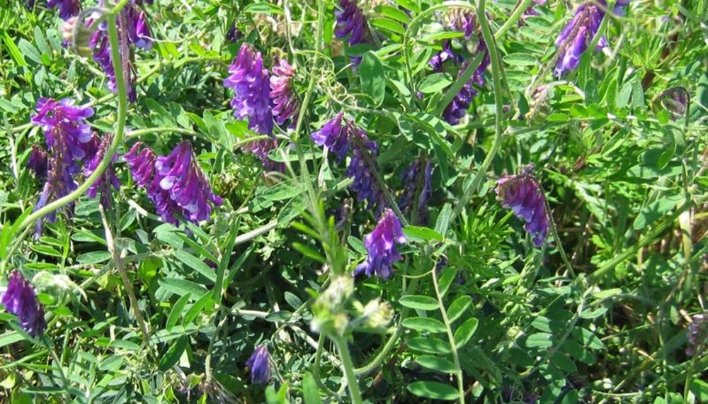 Leguminosas, al servicio de la rentabilidad: “Inoculando una vicia se puede ahorrar hasta U$S 400 por hectárea”