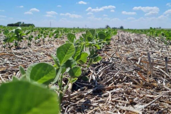 El triple combo de los bioestimulantes para alimentar los cultivos: robustez, resiliencia y rentabilidad