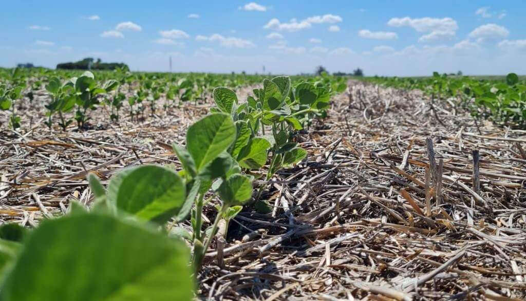 El triple combo de los bioestimulantes para alimentar los cultivos: robustez, resiliencia y rentabilidad