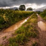 Piden a los ayuntamientos que protejan los caminos rurales en especial en las zonas remolacheras a dos meses de la recolección