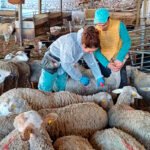 El Gobierno amplía a Huesca las zonas restringidas por la lengua azul tras la circulación del serotipo 8 en la vecina Lérida
