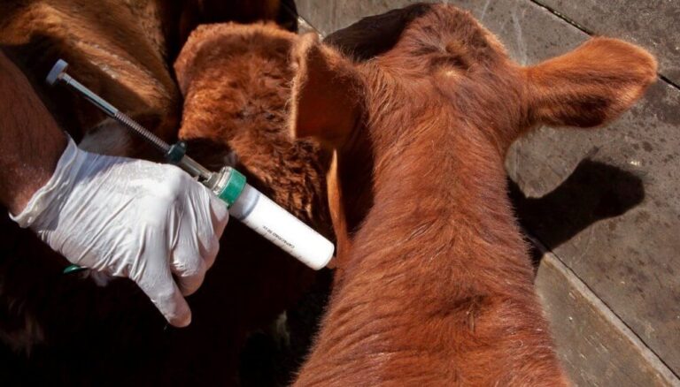 Con visión internacional, la sanidad animal sale a debate en Santa Fe