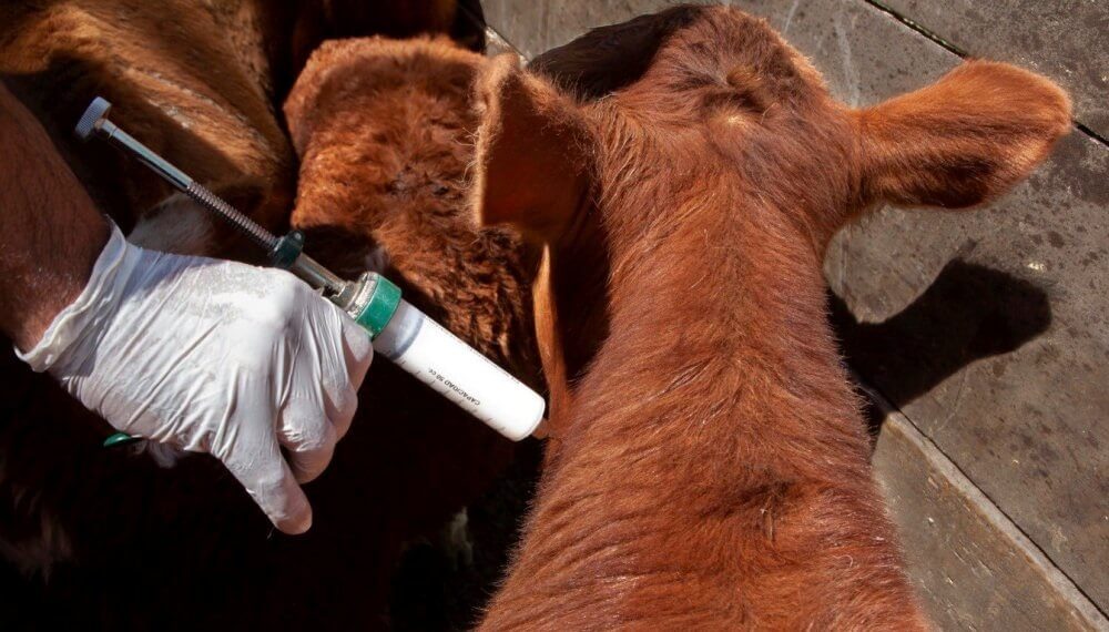 Con visión internacional, la sanidad animal sale a debate en Santa Fe