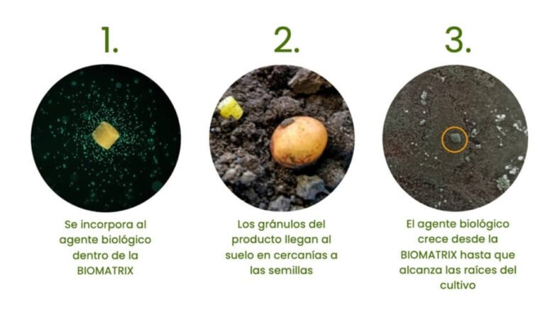 La tecnología granulada en el agro revoluciona la viabilidad de los biológicos