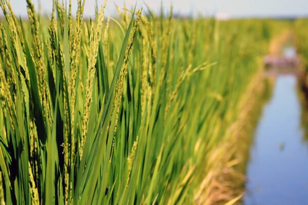 El arroz, un oasis verde en medio del desierto que viven la mayoría de las economías regionales