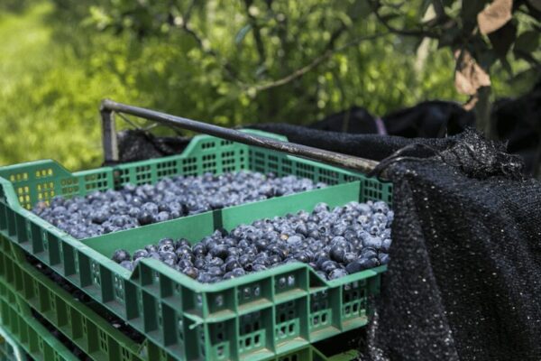 Comenzó la campaña 2024 de arándanos, con una exportación a Estados Unidos