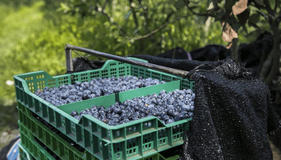 Comenzó la campaña 2024 de arándanos, con una exportación a Estados Unidos