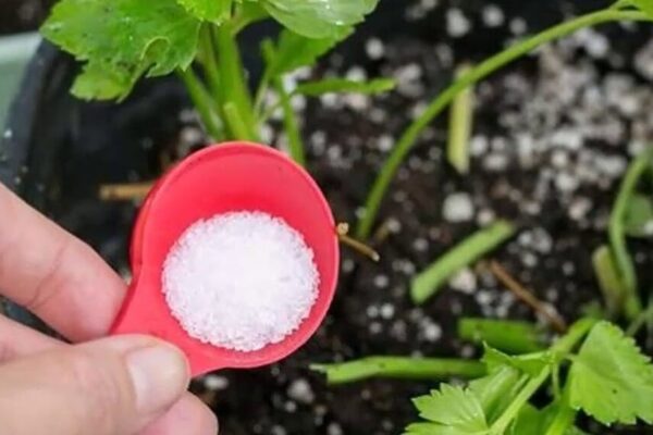 Bicarbonato de Sodio en la jardinería: el aliado perfecto para tu huerta y jardín