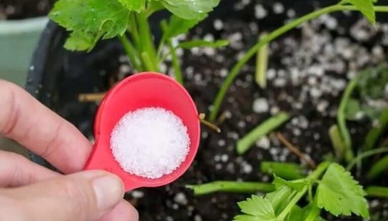 Bicarbonato de Sodio en la jardinería: el aliado perfecto para tu huerta y jardín