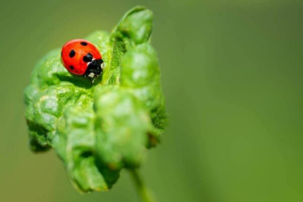 Cambio climático: la importancia de la gestión ambiental en el agro, ante un mundo con crecientes desafíos