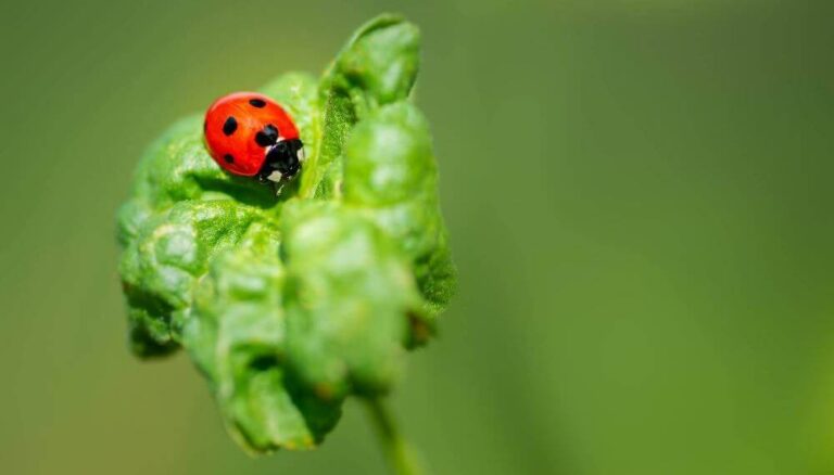 Cambio climático: la importancia de la gestión ambiental en el agro, ante un mundo con crecientes desafíos