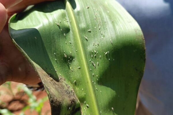 En la pelea contra las plagas, un nuevo bioinsecticida sale a “voltear” a la chicharrita del maíz