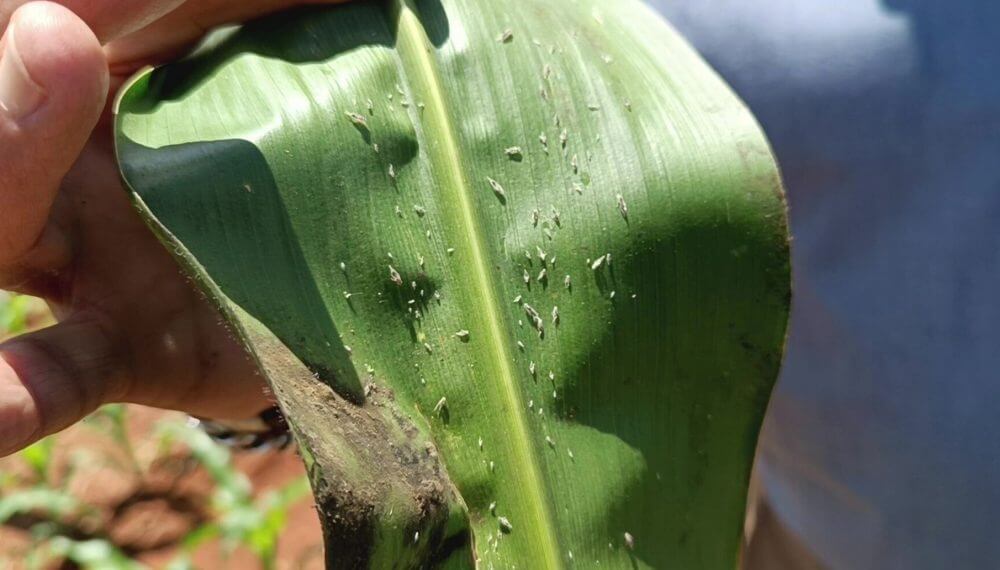 En la pelea contra las plagas, un nuevo bioinsecticida sale a “voltear” a la chicharrita del maíz