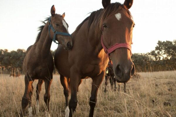 La exportación de caballos vuelve a galopar: se recuperó un mercado clave