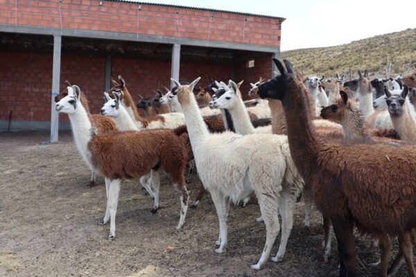 Hallazgo de la ciencia argentina: nanoanticuerpos de las llamas podrían ser una solución ante el Covid