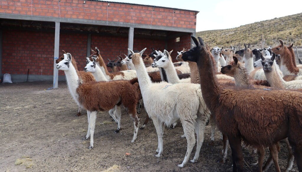 Hallazgo de la ciencia argentina: nanoanticuerpos de las llamas podrían ser una solución ante el Covid