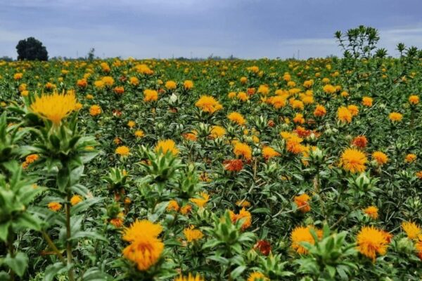 El boom de los “biofuels”: el cártamo se suma a los cultivos energéticos con potencial en Argentina