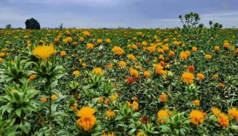 El boom de los “biofuels”: el cártamo se suma a los cultivos energéticos con potencial en Argentina