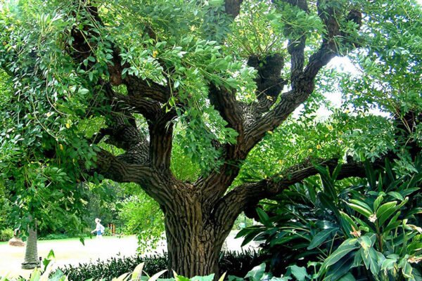 Día del Árbol: la oportunidad de conservar y regenerar bosques a través de las “Climatech” Día del Árbol: la oportunidad de conservar y regenerar bosques a través de las “Climatech”