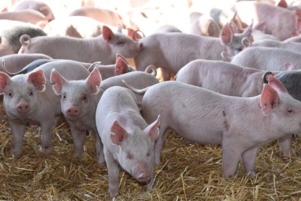 Con el precio del capón por el piso, las granjas porcinas ya no logran siguiera cubrir sus costos