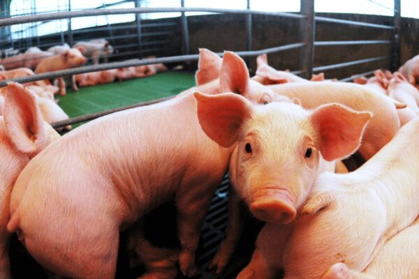 Ya es oficial: el decreto de Milei que rebaja y elimina retenciones para carnes y lácteos