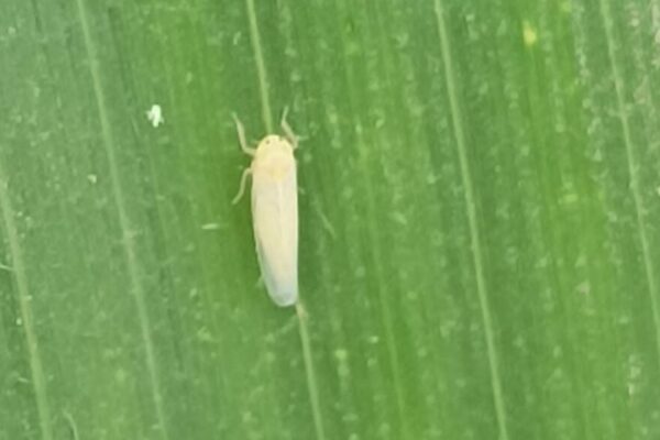 La chicharrita del maíz también enciende alertas en EE.UU: se expande y se acerca al “corn belt”