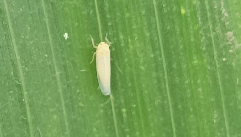 La chicharrita del maíz también enciende alertas en EE.UU: se expande y se acerca al “corn belt”