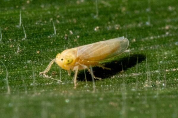 Un dato alentador, pero para no confiarse: bajó la cantidad de capturas de chicharrita del maíz