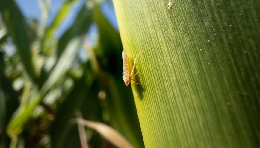 Chicharrita del maíz: cómo es el bioinsecticida que llega desde Brasil para ponerle un freno a la plaga