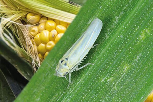 Congreso Aapresid: una nueva solución insecticida para el control de la chicharrita del maíz