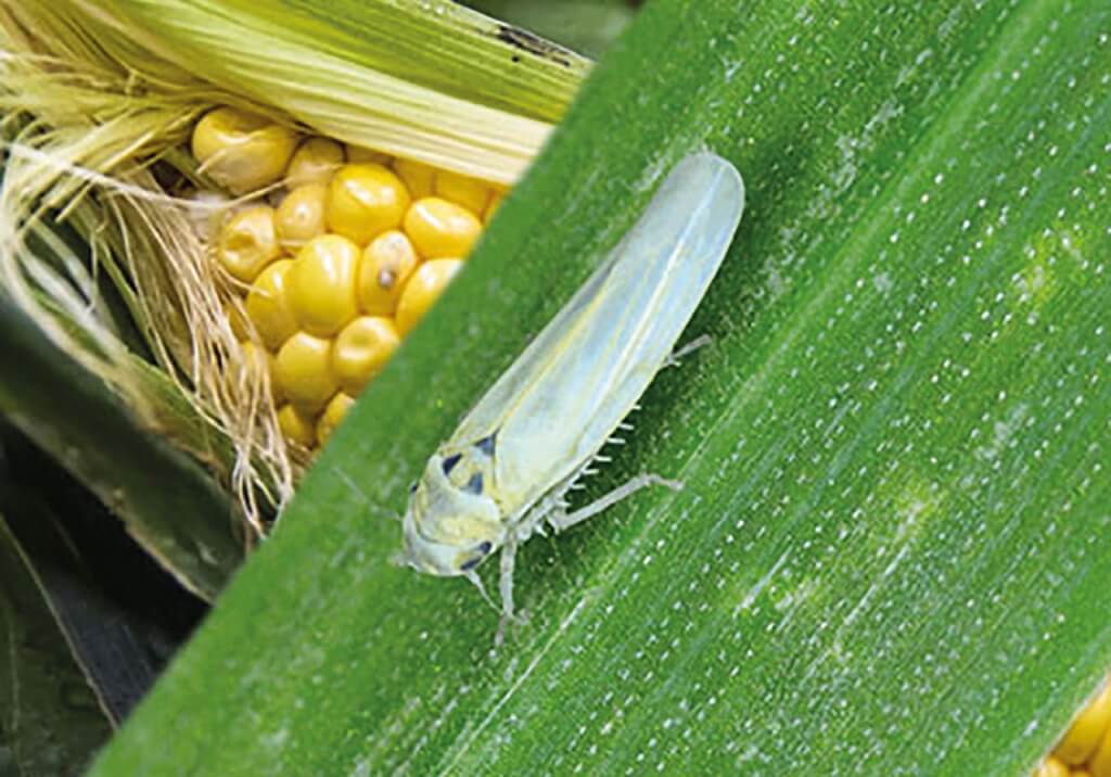 Congreso Aapresid: una nueva solución insecticida para el control de la chicharrita del maíz