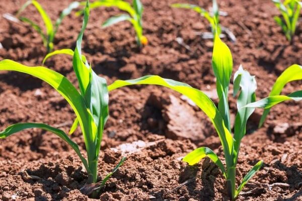 La “nueva agricultura” marcó tendencia en el Congreso Aapresid, de la mano de los bioinsumos