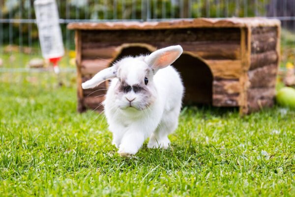 Cómo criar conejos en casa: el “abc” para hacerlo a pequeña escala