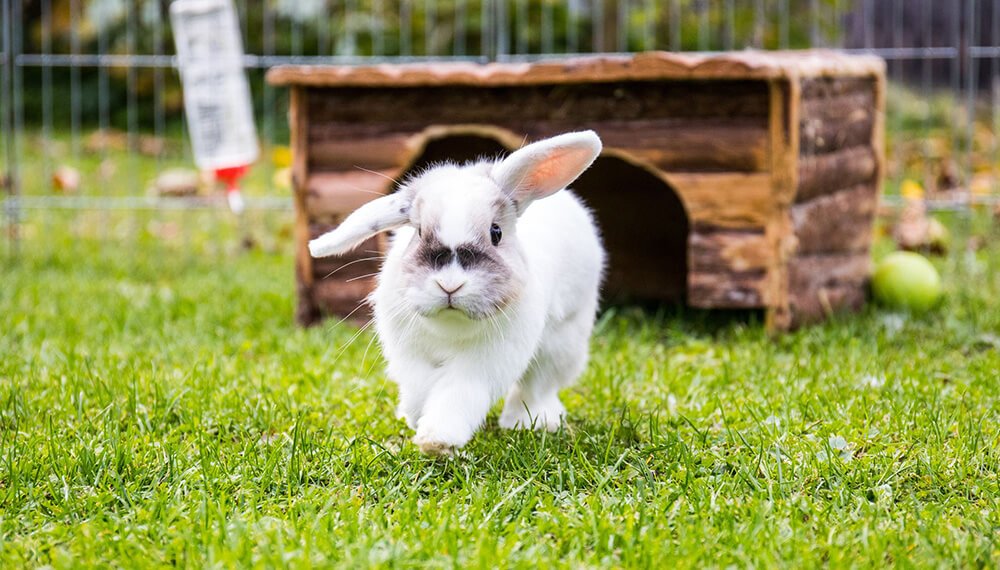 Cómo criar conejos en casa: el “abc” para hacerlo a pequeña escala