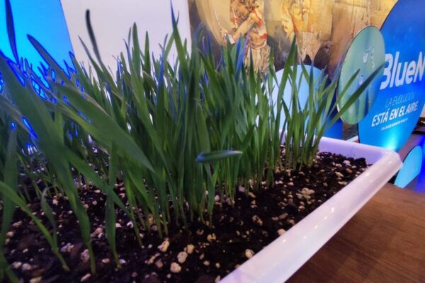 Nitrógeno “verde”: la soja y el maíz se preparan para salir a los lotes con un nuevo fertilizante natural